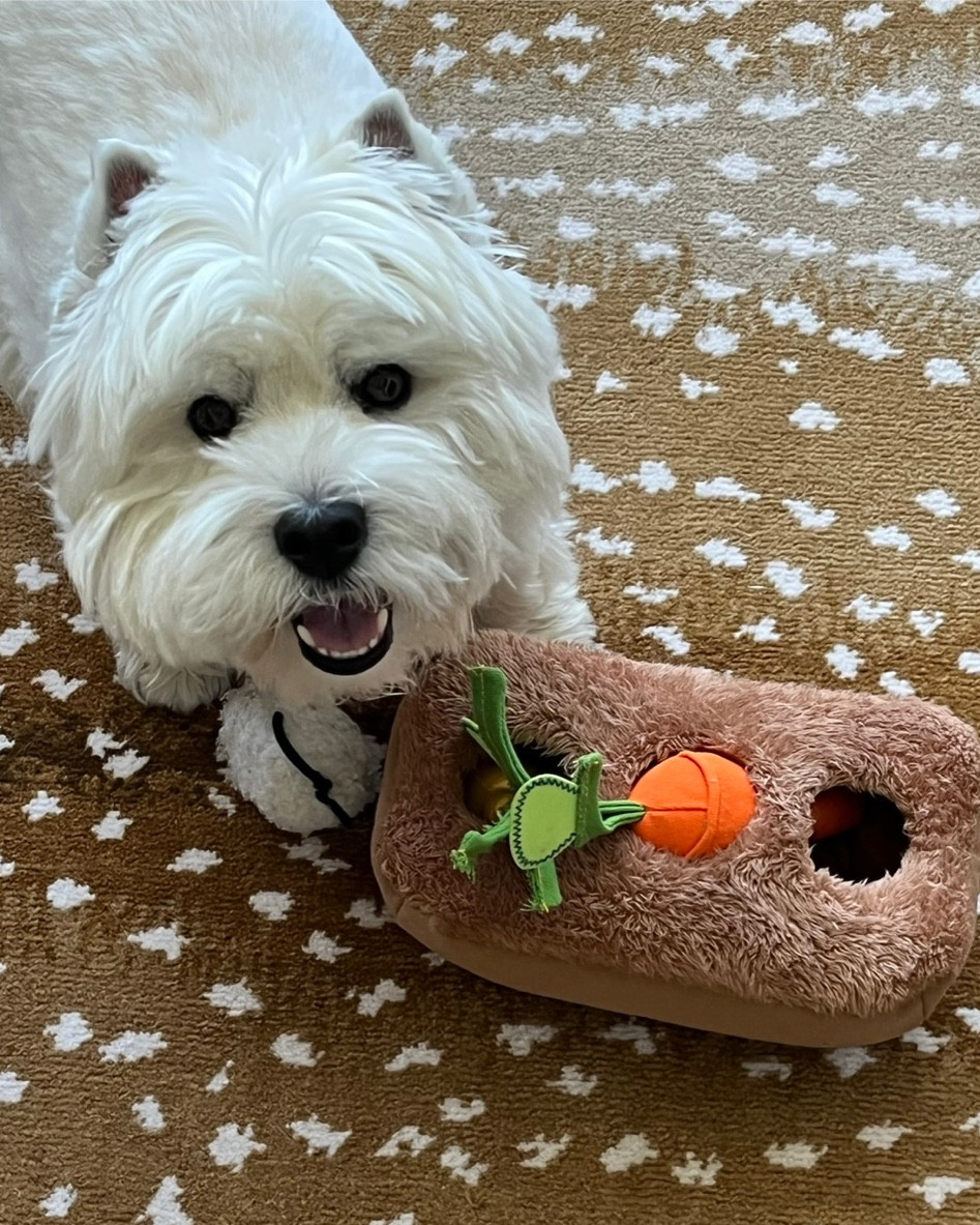 Another one of Wellie’s favorite toys is this vegetable garden. He loves to dig the veggies out! 🥕 

#LTKCyberWeek #LTKHoliday #LTKSeasonal