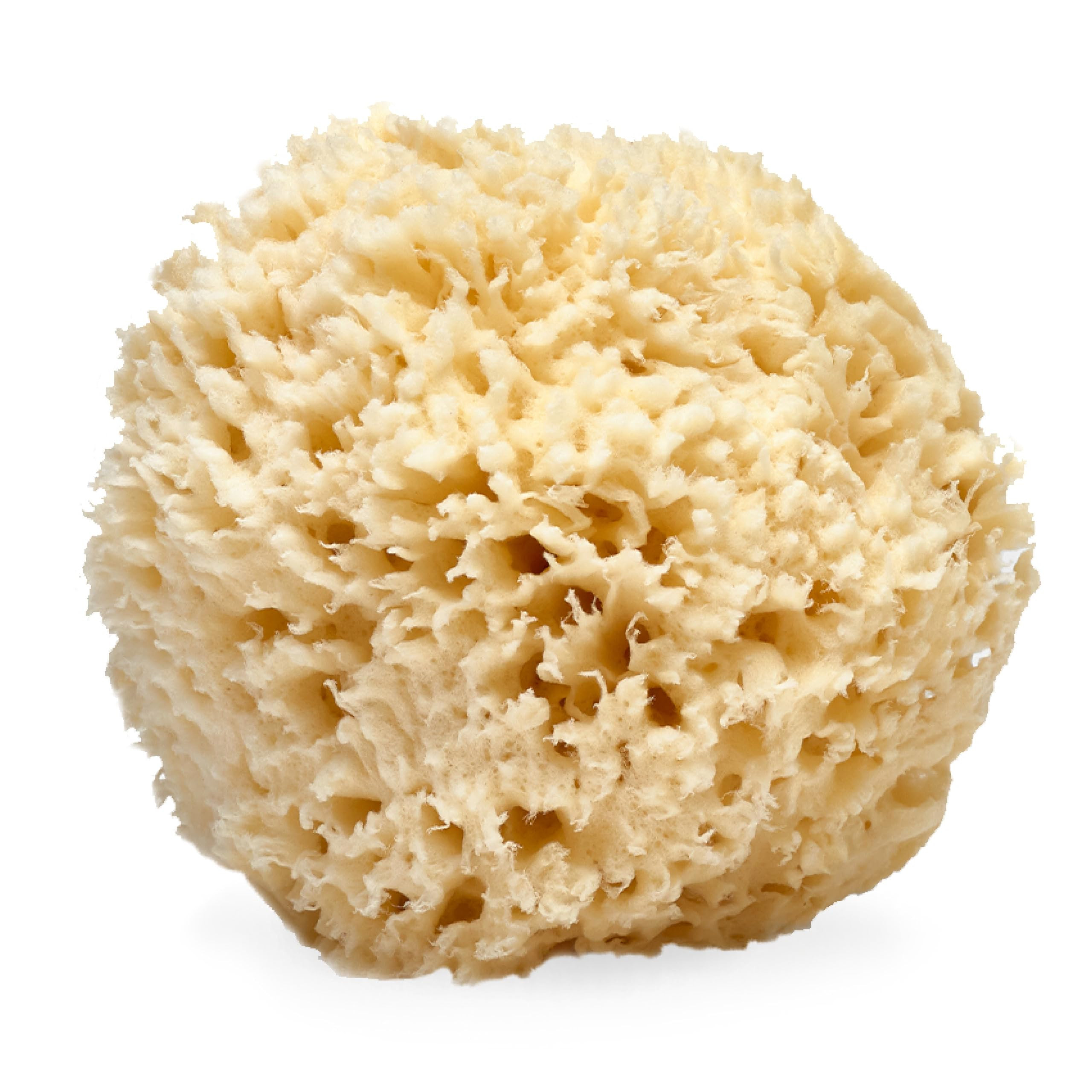 LATHER - Natural Sea Wool Sponge, 5-6" - Organic Exfoliating Body Scrubber - Soft, Gentle Cleansi... | Amazon (US)