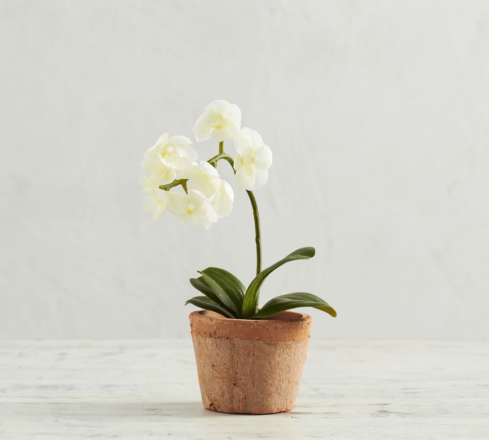 Mini Faux Potted Orchid | Pottery Barn (US)
