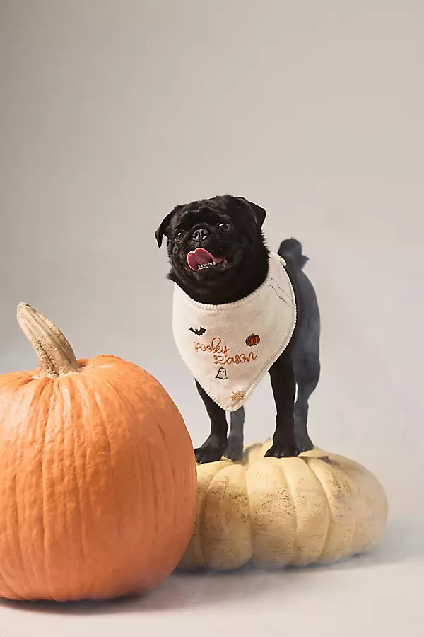 Halloween Knit Pet Bandana | Anthropologie (US)