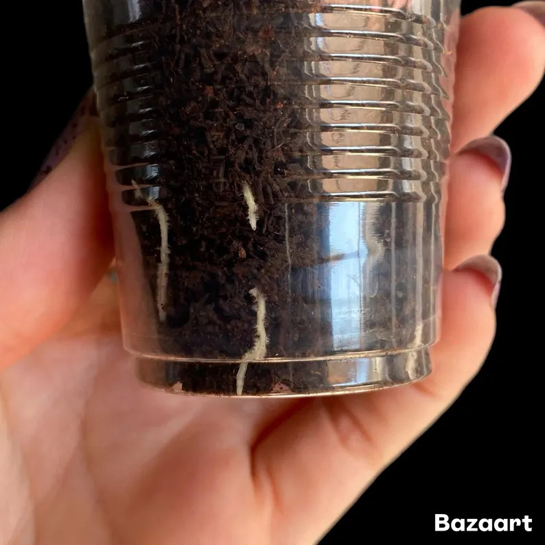 Hoya Burmanica | Exact Plant - Etsy | Etsy (US)