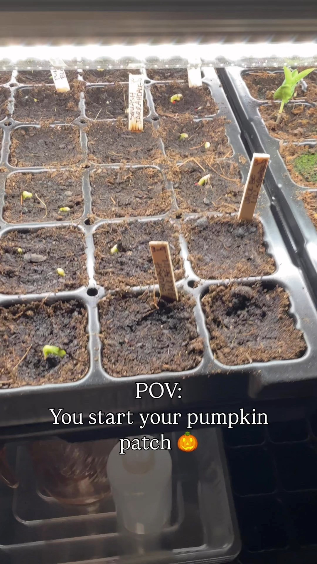 Getting pumpkin patch ready!!!

#LTKSeasonal #LTKFindsUnder100 #LTKHome