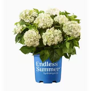 Perennial Hydrangea Endless Summer Blushing Bride 1.0 Gal. 1121 - The Home Depot | The Home Depot