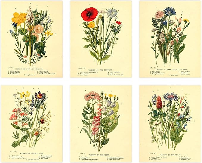 Ink Inc. Vintage Botanical Prints | Wildflower Wall Art Floral Meadow Decor | Cottagecore Boho Fa... | Amazon (US)