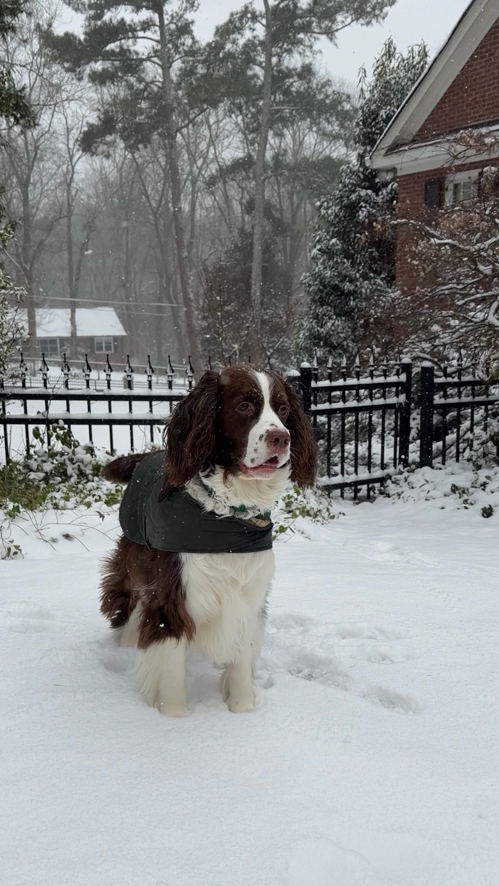 Obsessed with Henry and Ruby’s Barbour jackets! Henry is the Springer (50lbs)  - he’s wearing a Large . Ruby is the golden retriever (70 lbs)  and she’s wearing XL. We travel a good bit with the dogs and people always stop and want to ask where I got the jacket.! 

#LTKdayinmylife #LTKValentine #LTKHome