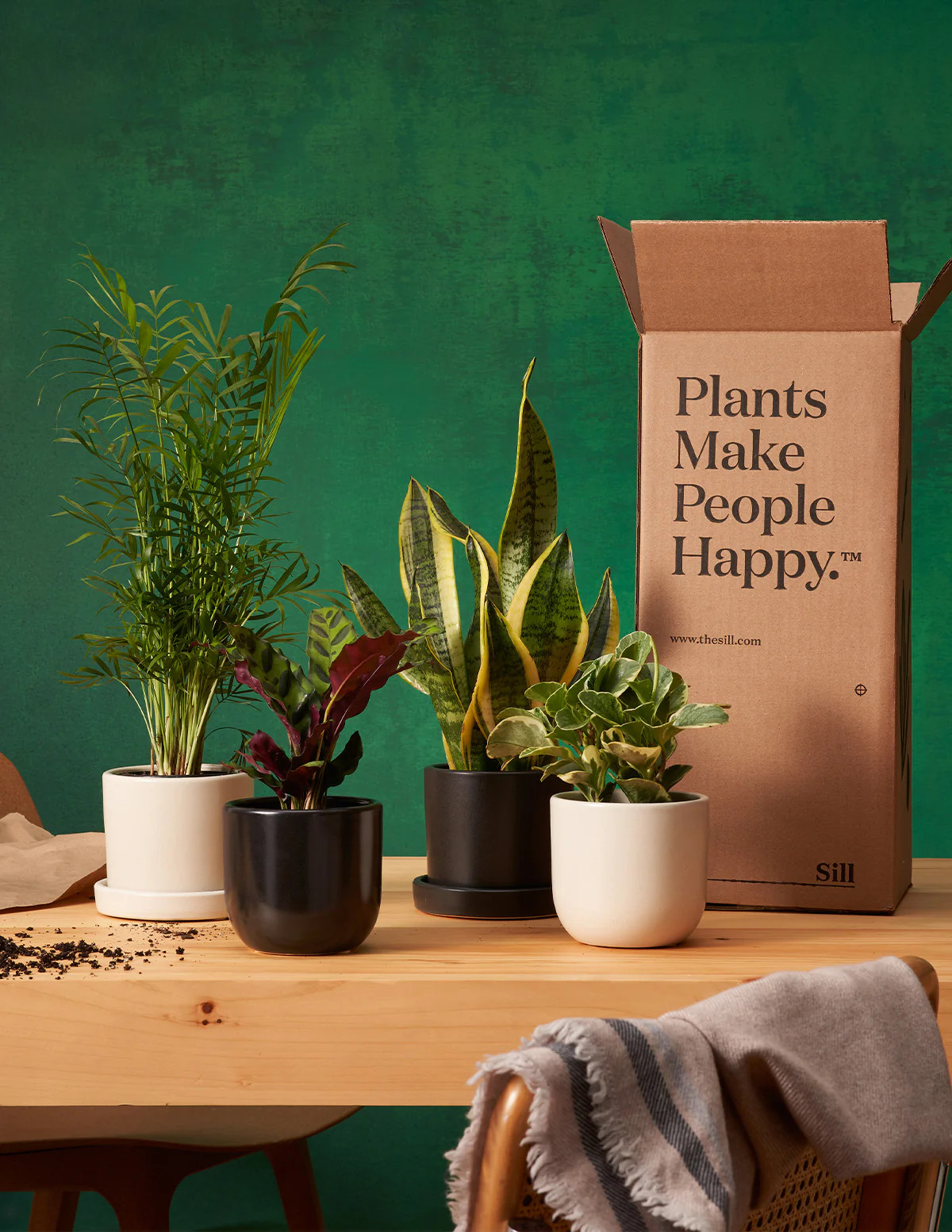 Plant Of The Month Club | The Sill
