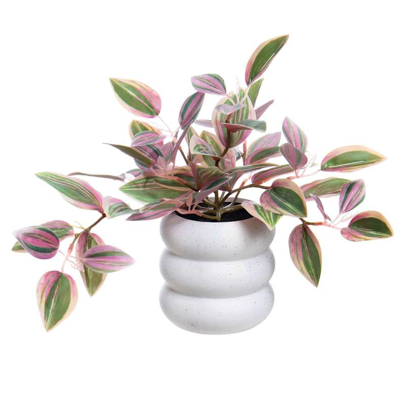Silver Inch Plant in Ceramic Pot, 10" | At Home