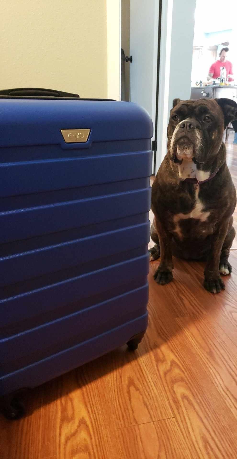 Amazon.com | Coolife Luggage 3 Piece Set Suitcase Spinner Hardshell Lightweight TSA Lock | Luggag... | Amazon (US)