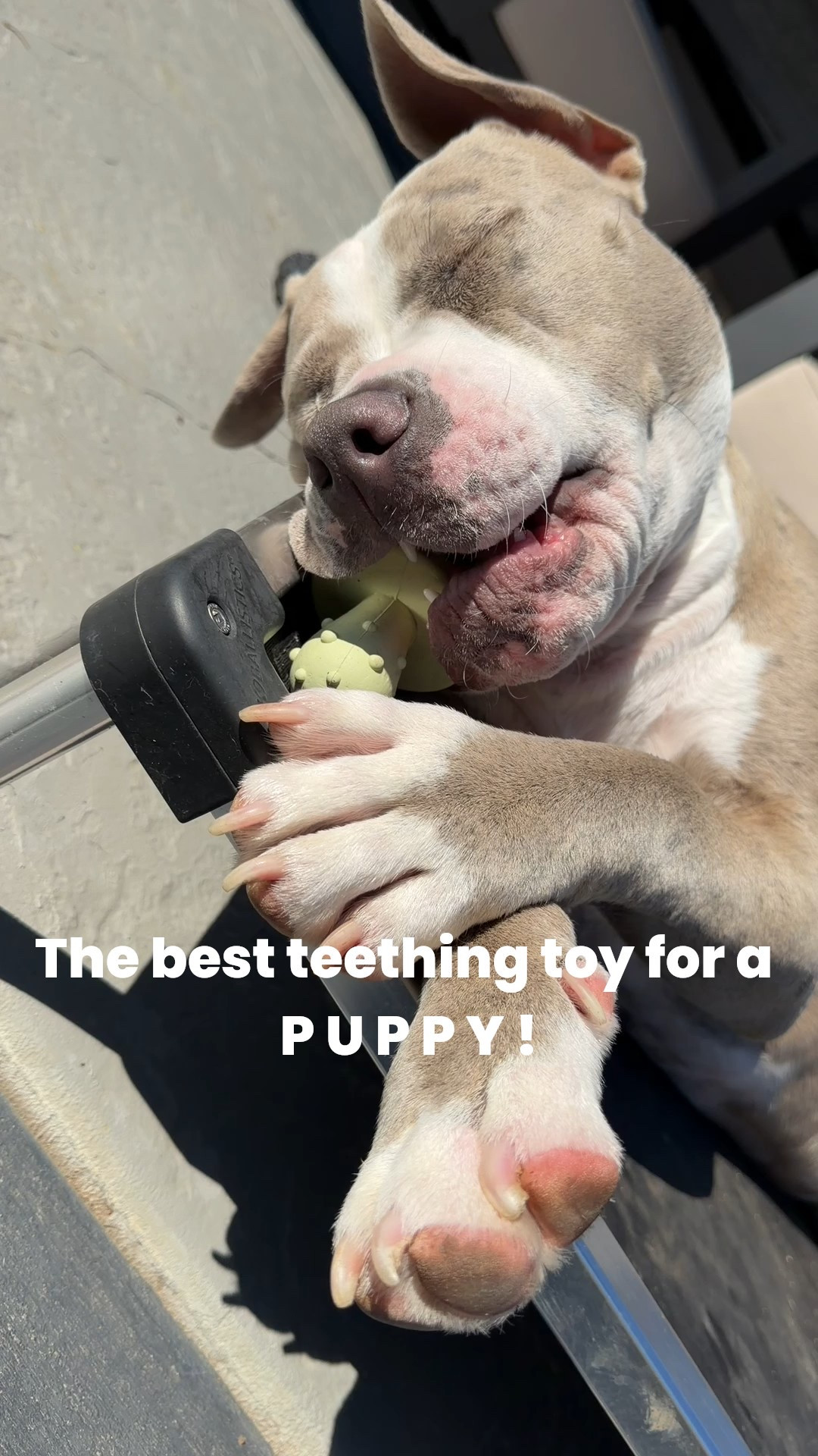 The best teething toy & it’s lasted 4 months! 

#LTKFindsUnder50 #LTKPets #LTKFamily