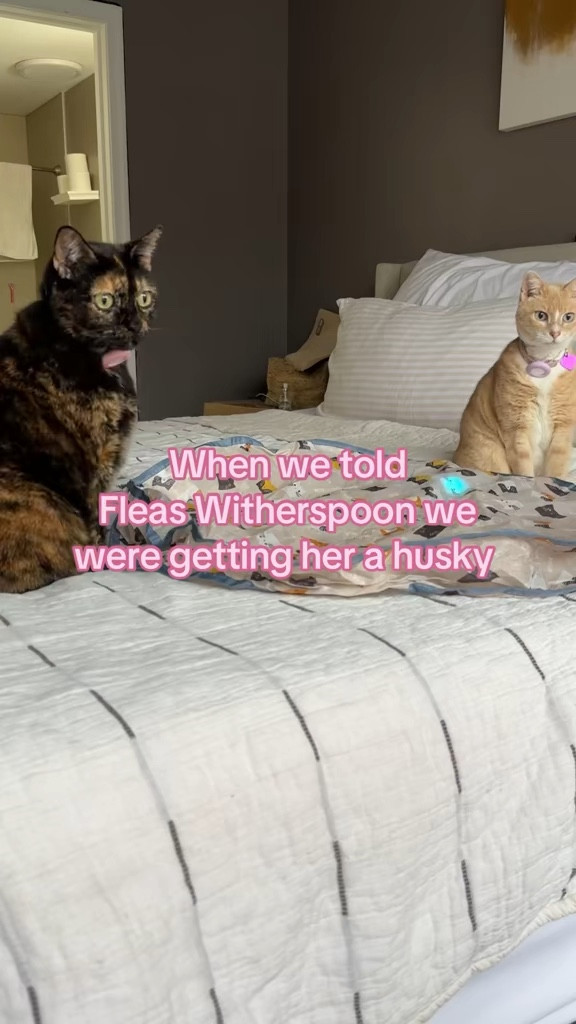 She was less than amused 

 #LTKdayinmylife #LTKmomlife #LTKstorytime