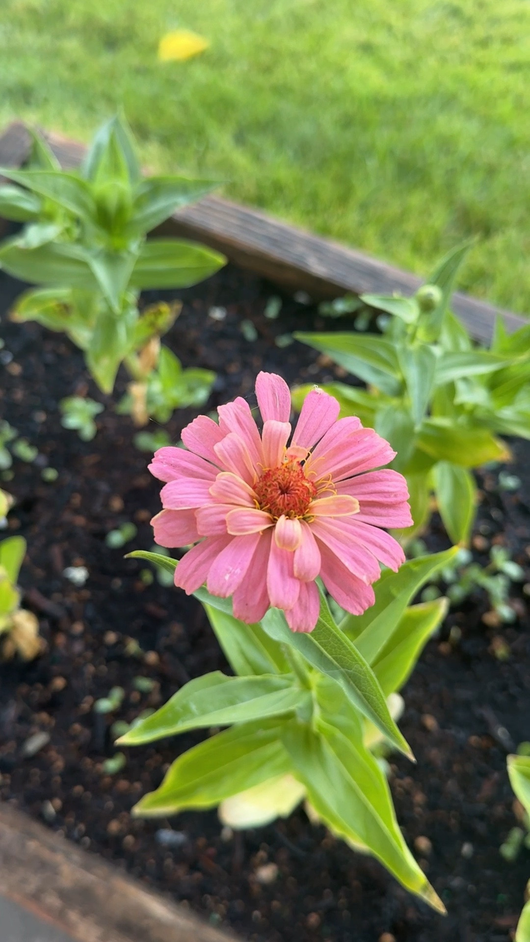The best mix of zinnias linked! 🌼

#LTKmomlife #LTKdayinmylife #LTKselfcare