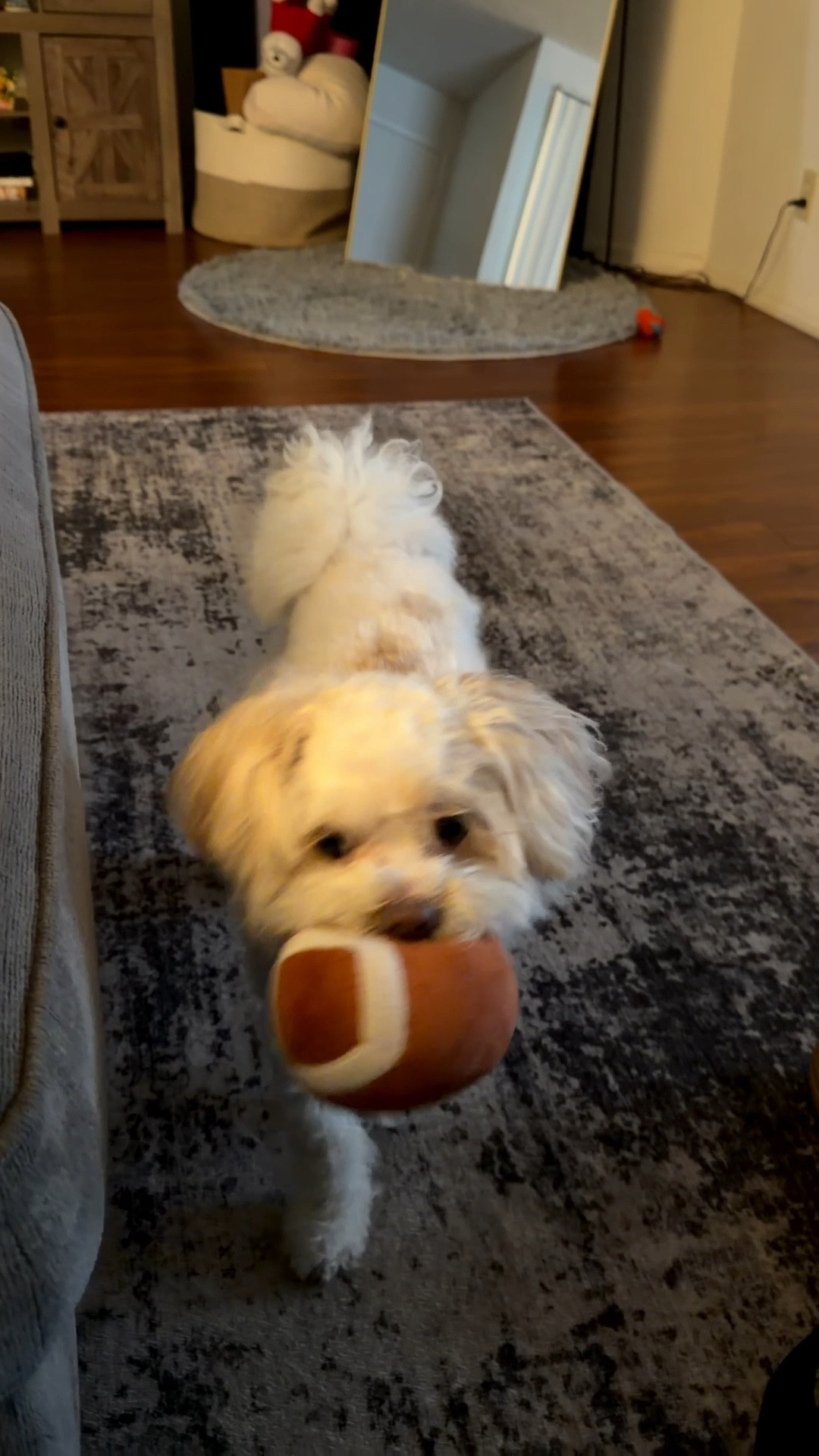 New toy for our fur baby since her last football was destroyed. I didn’t realize how small this one would be but it works, I didn’t pay attention to the size but seems durable. She loves her football and loves playing with big brother, being chased and tackled. And loves the squeak since it’s small enough for her to actually grasp it easily and is always bringing it to me but not wanting me to grab it 🤷🏻‍♀️ 
#dogtoy

#LTKmomlife #LTKdayinmylife