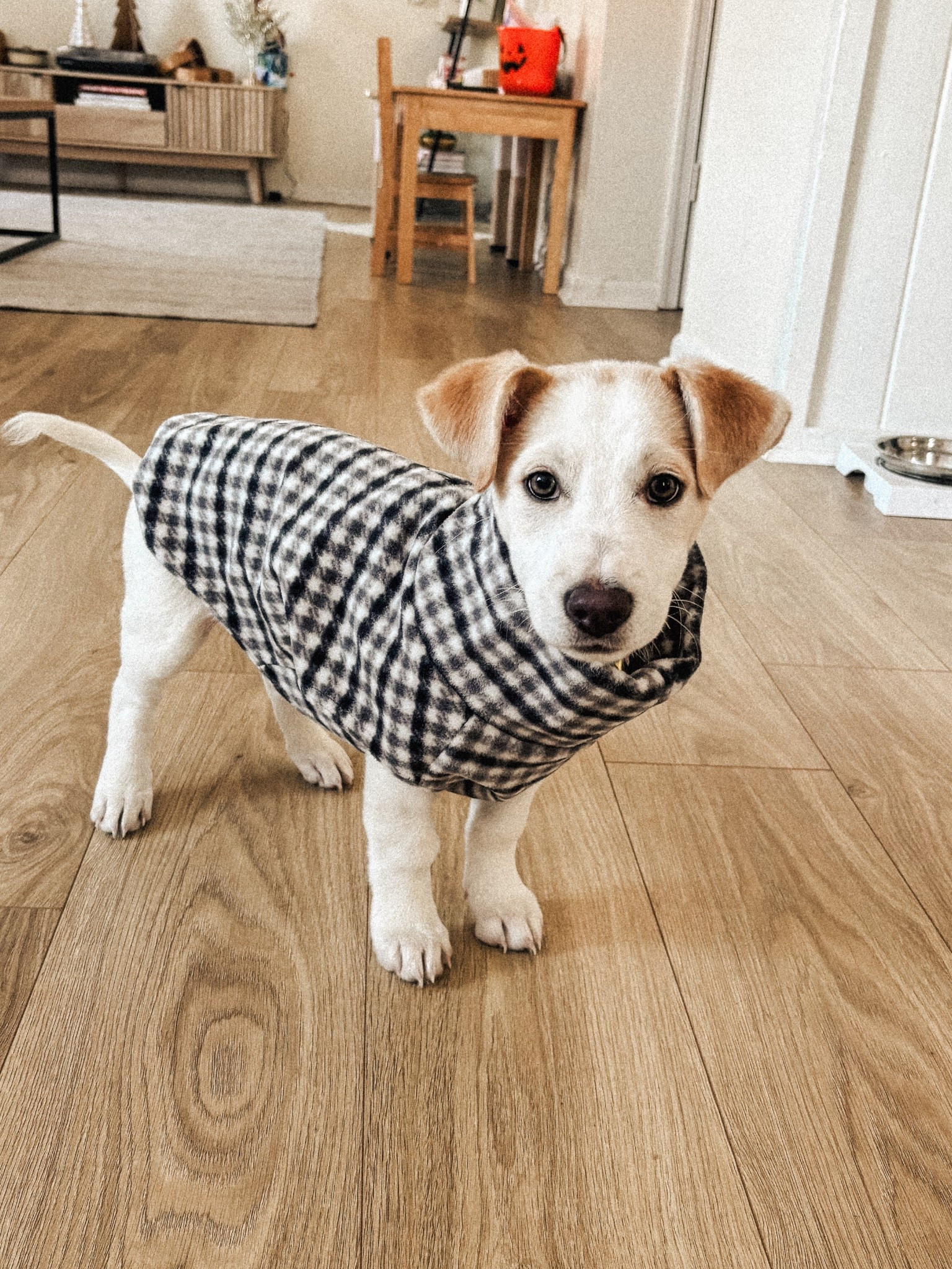 🐶🐕🐾

#LTKHome #LTKKids #LTKdayinmylife