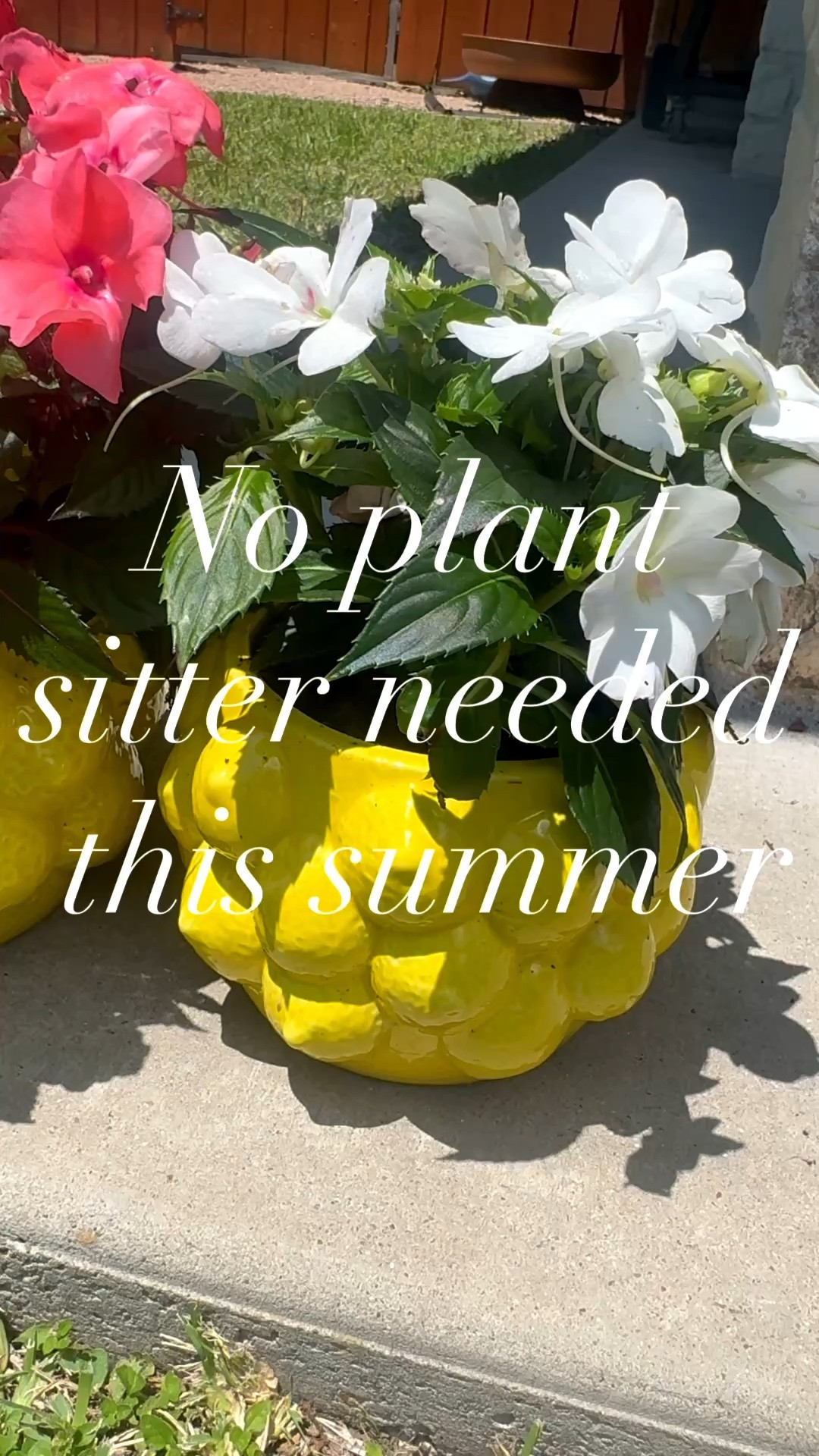 #ad Ready for summer travel!? Now my plants water themselves and it’s one less thing to worry about while I’m gone!!✈️✈️✈️
@Wayfair #wayfair #wayfairpartner #wishyouwerehere #outdoor

#LTKdayinmylife #LTKTravel #LTKHome