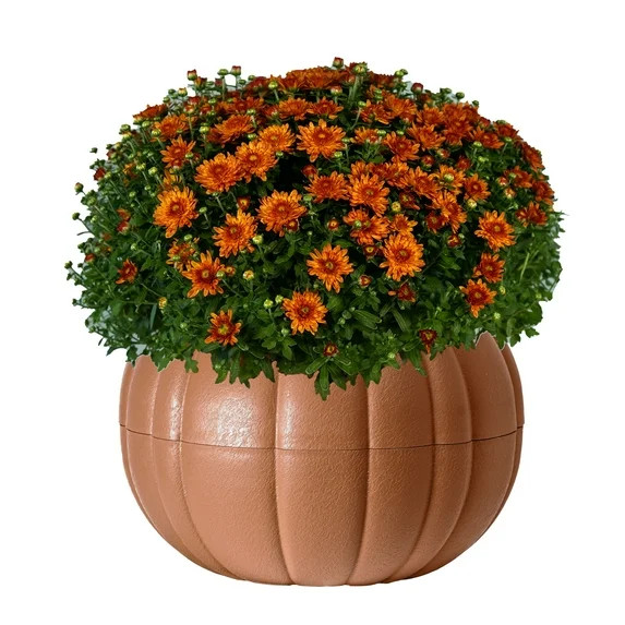 Better Homes & Gardens 3.0QT Tricolor Mum Live Plant in Orange Pumpkin Planter | Walmart (US)