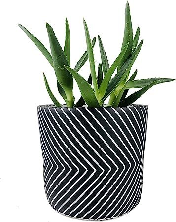 Forward Cement Succulent Plant Pot, Nordic Style Cactus Planter, Aloe Pots, Orchid Flower Contain... | Amazon (US)