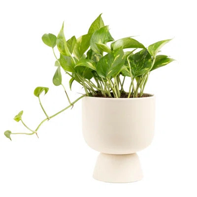 Costa Farms Indoor Devil's Ivy Golden Pothos House Plant in 6-inch Décor Pot | Wayfair North America