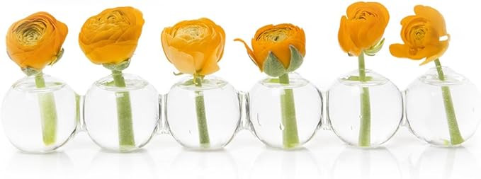 Caterpillar, Clear Glass Bud Vase 10.25" Long 1" Wide 1.5" Tall for Short Flowers, Unique Low Sit... | Amazon (US)