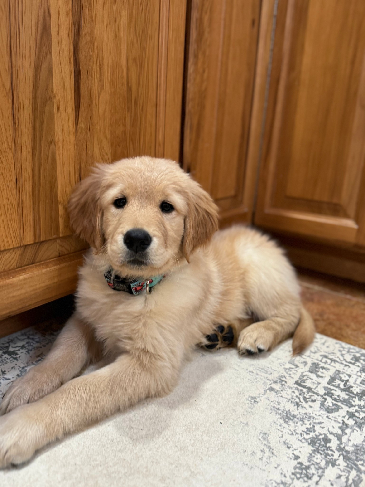 We welcomed our first family pup, Tucker and are so in-love! So I wanted to share some of my favorite puppy essentials we have used so far and tag a few we want to get him!!


#LTKFindsUnder50 #LTKPets #LTKFamily