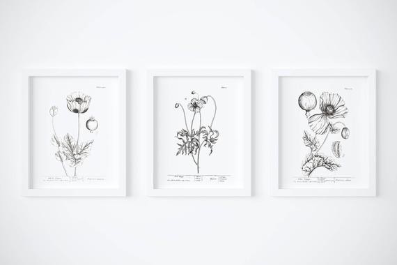 Poppy Wall Art_Set of 3 // Botanical // Floral // Greenery // Herbs // Wall Decor // Signs // Art // | Etsy (US)