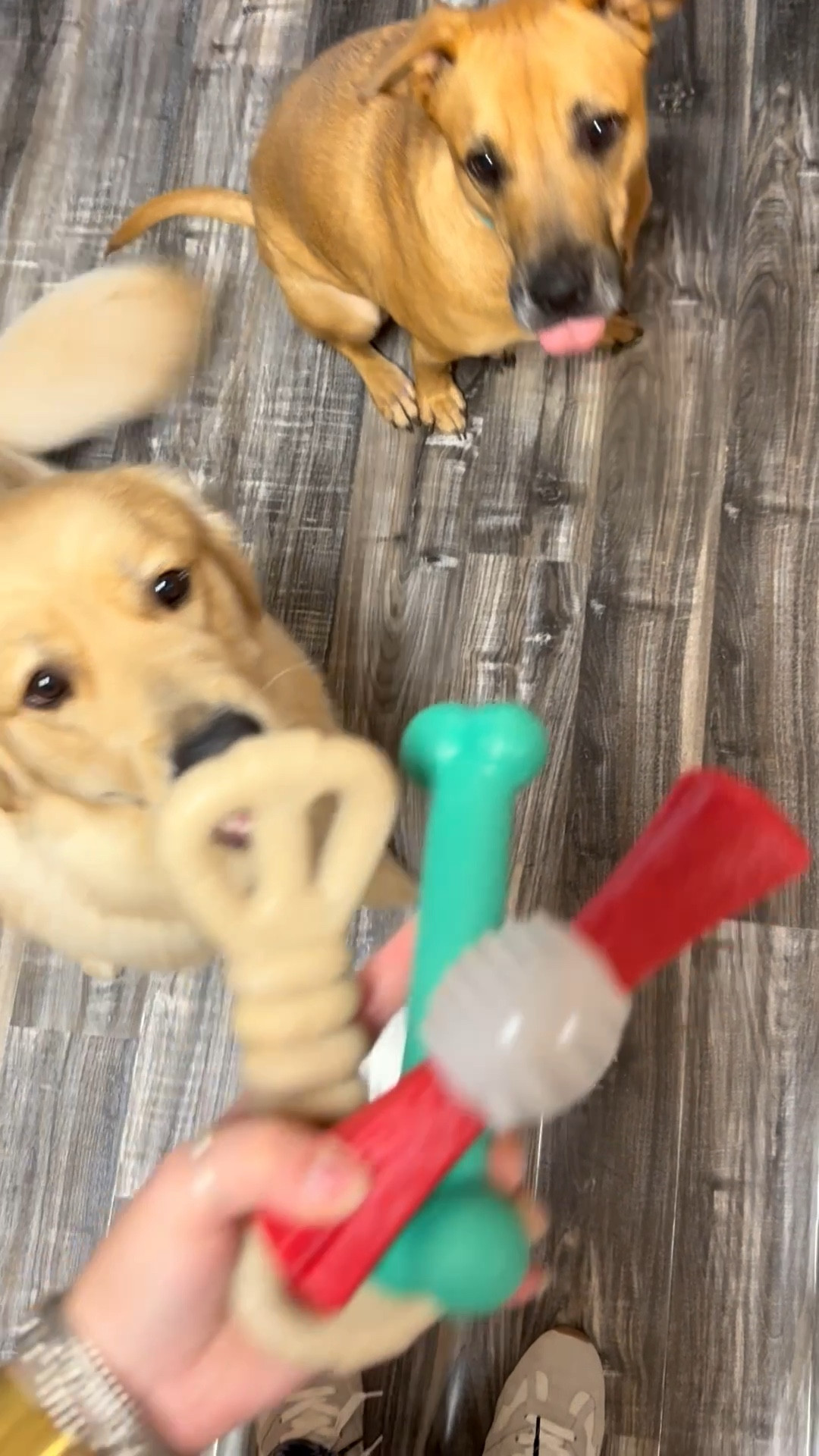 Can’t go to Homegoods and not get some treats for the boys🦴🐾❤️💚

#LTKSeasonal #LTKPets #LTKHoliday