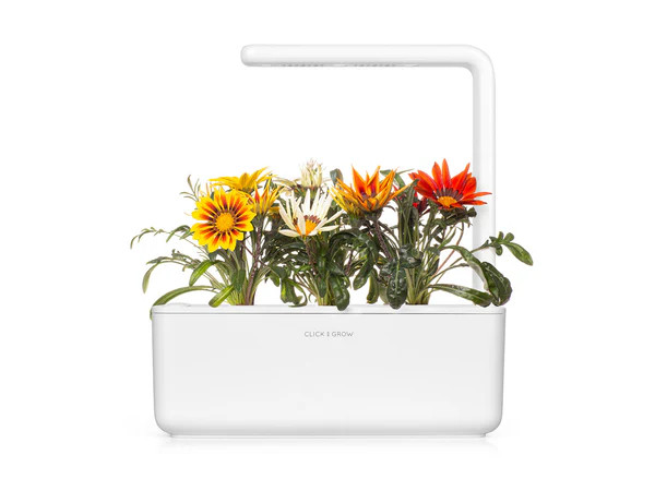 Gazania Plant Pods | Click & Grow
