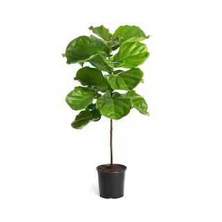 3 Gal. Fiddle-Leaf Fig Tree | The Home Depot