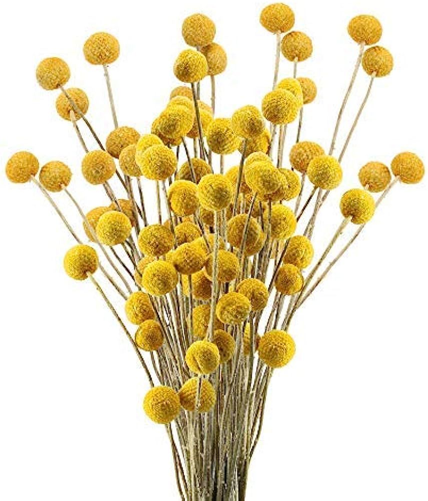 XHXSTORE 30pcs Natural Dried Flowers Yellow Craspedia Billy Balls Dried Flowers Boho Flowers Drie... | Amazon (US)