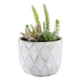 5.9 x 7.9 Inch Faux Succulent Arrangement, 1 Realistic Artificial Succulent - In Concrete Planter, U | Amazon (US)