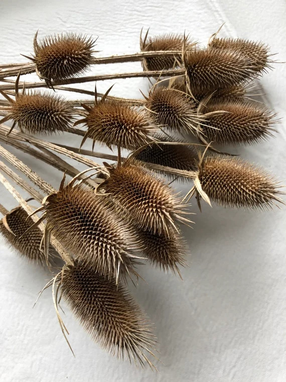 15 Natural Dried Wild Common Teasel Thistle Stalks 14” to 18” Rustic Dried Floral Arrangement... | Etsy (US)
