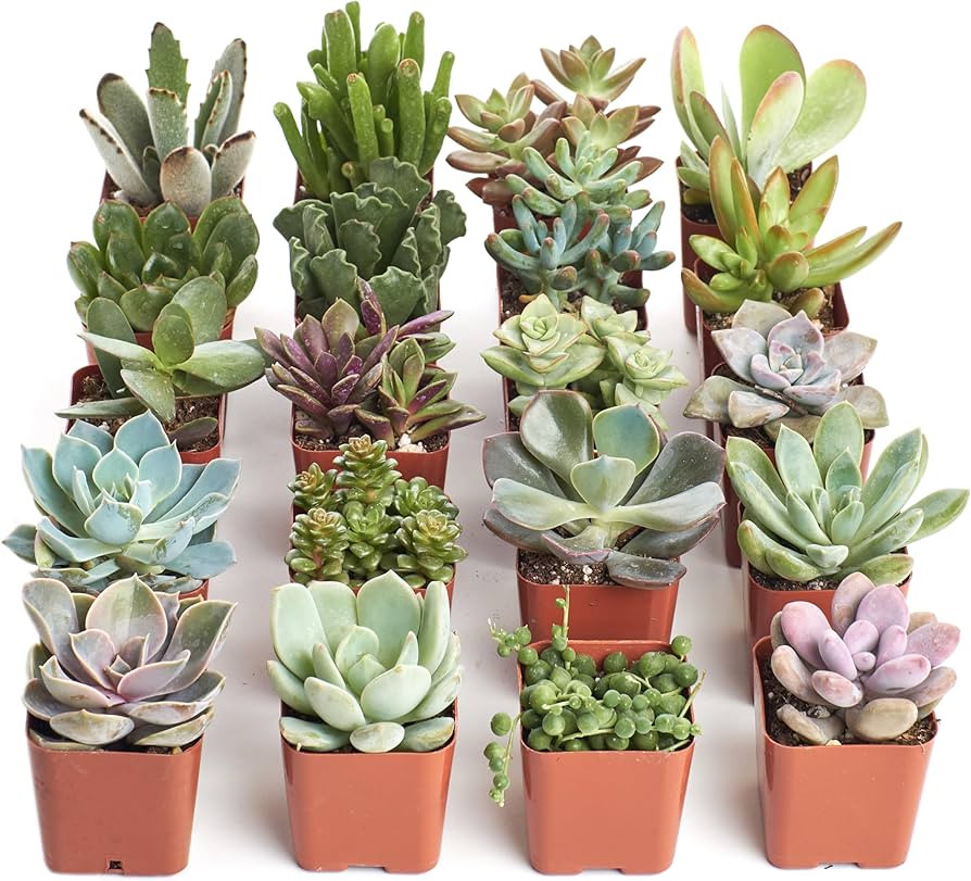 Shop Succulents Unique Succulent Plant Pack Collection - Live Mini Succulent Plants, Low Maintena... | Amazon (US)