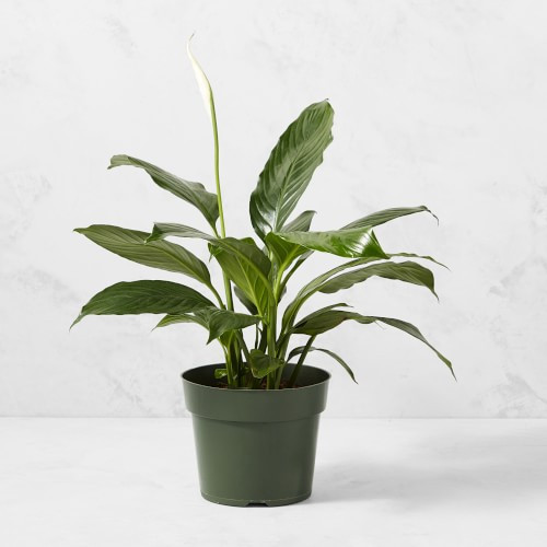 Live Spathaphylum Peace Lily House Plant, 12 | Williams-Sonoma