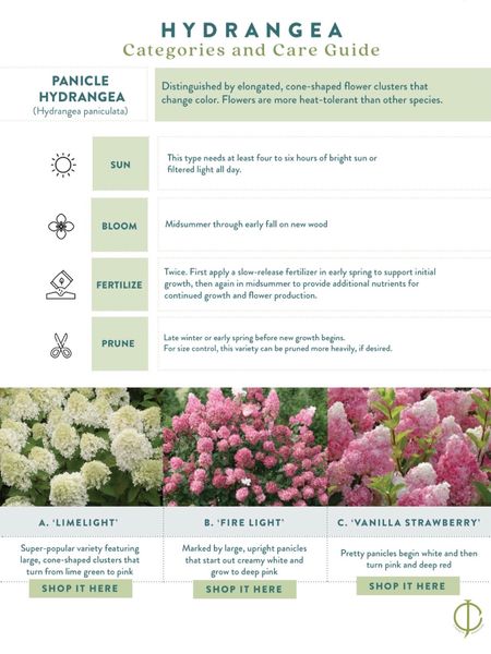 My favorite Pruning Tools for Hydrangeas and Your quick guide for hydrangeas that bloom on new wood!  Limelights