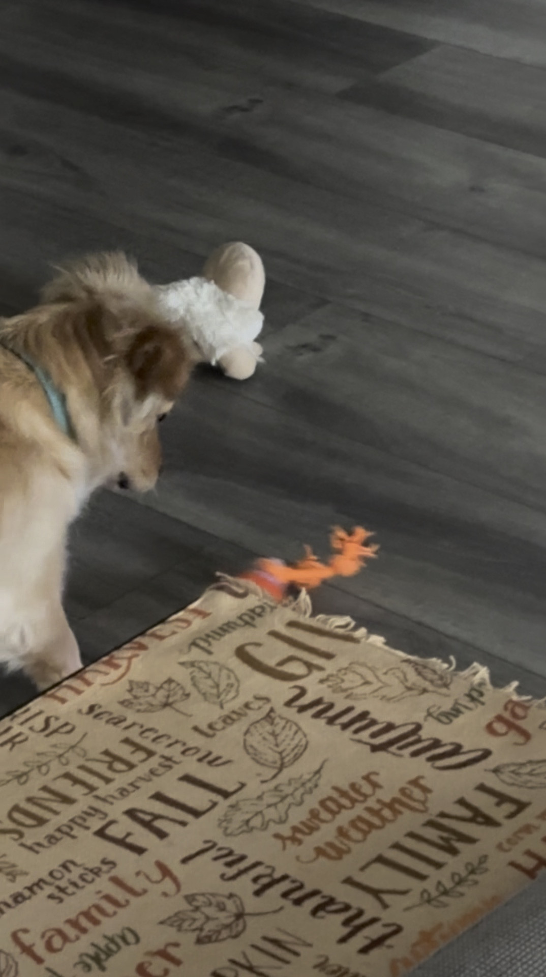 This motion-activated dog toy is a total win in our house! It moves, bounces, and keeps pups entertained for hours perfect for active dogs (and cats too!). Under $20 on Amazon and makes a great boredom buster when you need to get stuff done. If you’ve got a high-energy pet, this toy is a must. 
#dog #dogtoy 