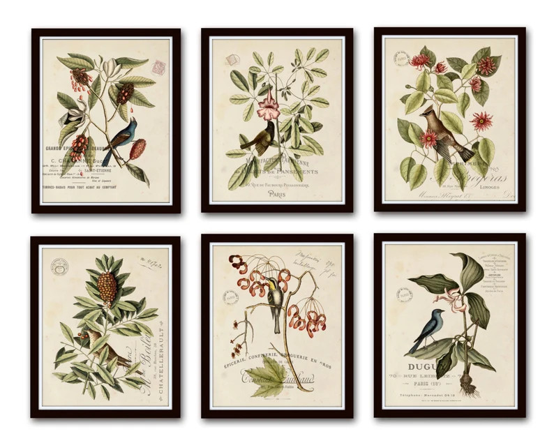 Vintage Bird and Botanical Print Set No.2, Giclee, Antique Botanical Prints, Wall Art, Vintage Bi... | Etsy (US)