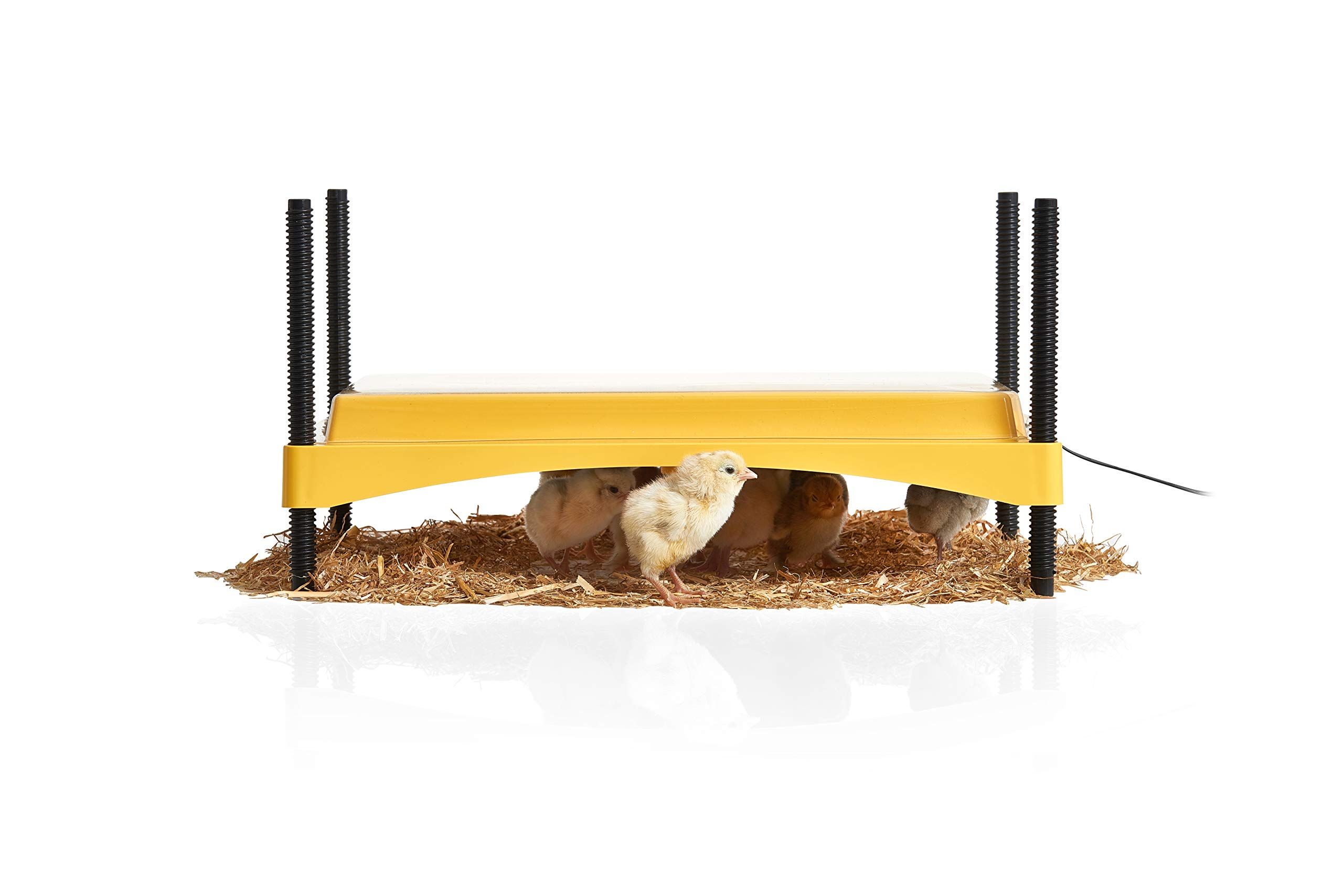 Brinsea Products Ecoglow Safety 1200 Brooder for Chicks Or Ducklings, Yellow/Black | Amazon (US)