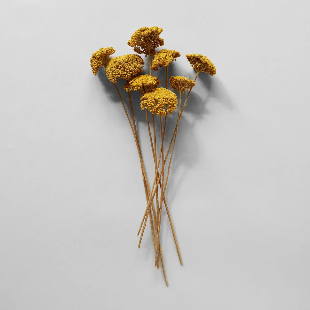 Dried Natural Yarrow | Natural Botanical D\u00e9cor | Bloomist | Bloomist, Inc