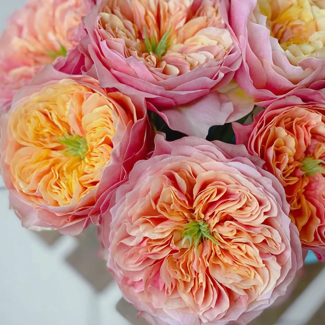 Kensington Garden 肯辛顿公园 Big Gallon Size Plant. - Etsy | Etsy (US)