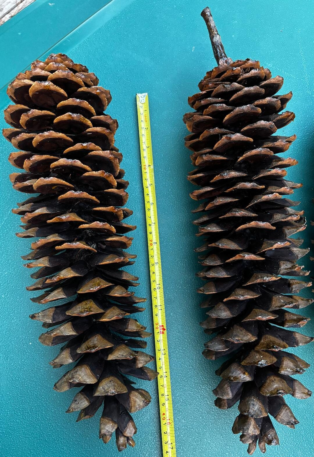 JUMBO Sugar Pine Cones - Etsy | Etsy (US)