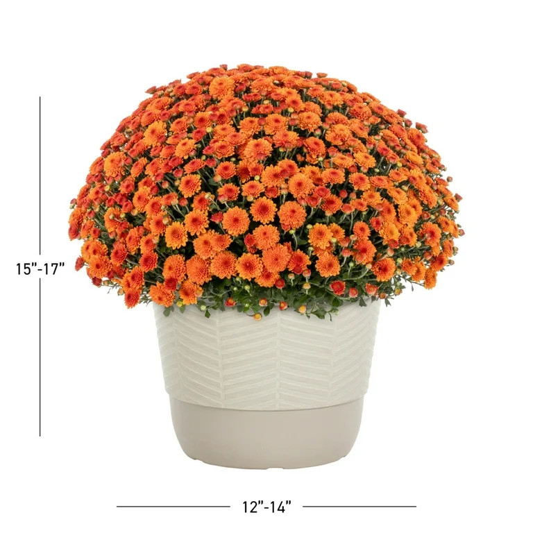 Better Homes & Gardens 1.5G Orange Garden Chrysanthemum Plant Decorative Pot Sun | Walmart (US)