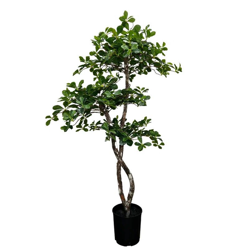 Hand-Made Primrue Fresh Italian Black Olive Leaf 5'' Artificial Tree | Wayfair North America