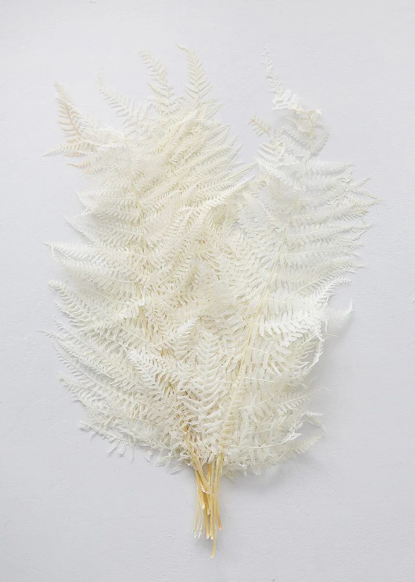 Bundle of 10 Bleached Preserved Ferns - 16-20 | Afloral (US)