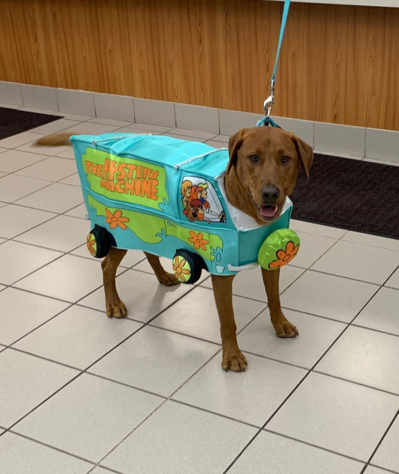 Rubie's The Mystery Machine Pet Costume, Multicolor | Amazon (US)