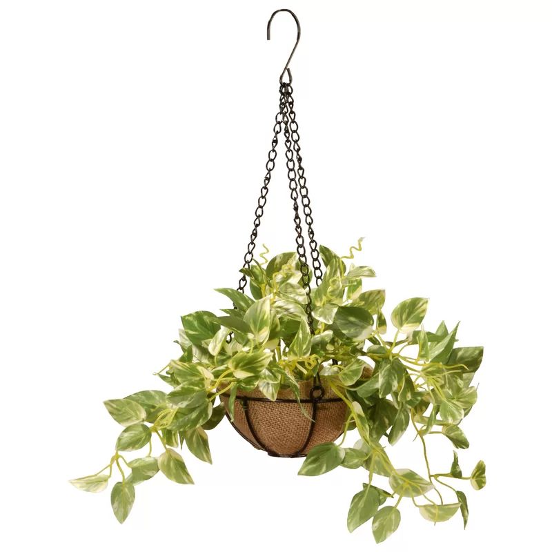 Pothos Hanging Flowering Plant in Basket | Wayfair North America