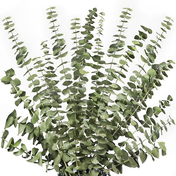 12 Stems Dried Eucalyptus Branches Greenery Stems,17 inch 100% Real Natural Live Eucalyptus Leave... | Amazon (US)