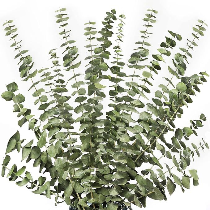 12 Stems Dried Eucalyptus Branches Greenery Stems,17 inch 100% Real Natural Live Eucalyptus Leave... | Amazon (US)