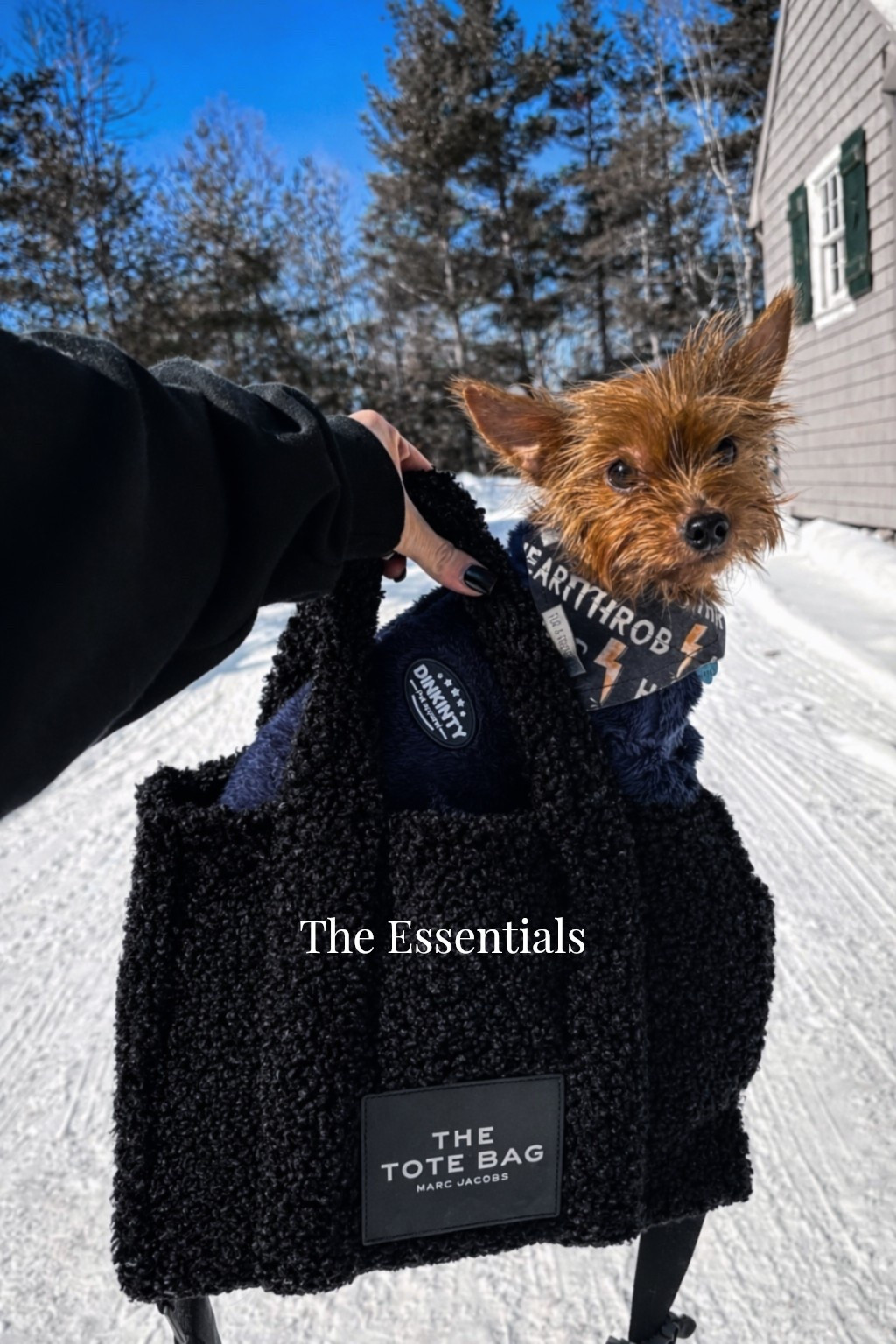 More winter must haves! Some things for them, some things for you #LTKPets 

#LTKdayinmylife #LTKvlog #LTKSeasonal