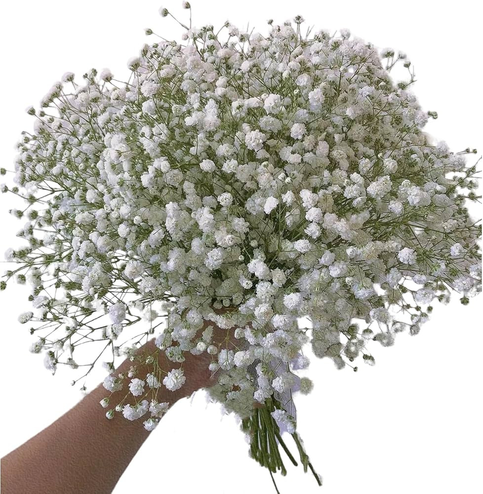 10 Stems Fresh White Gypsophila Flowers Can Be Stored In Water Or Dried Naturally Home hydroponic... | Amazon (US)