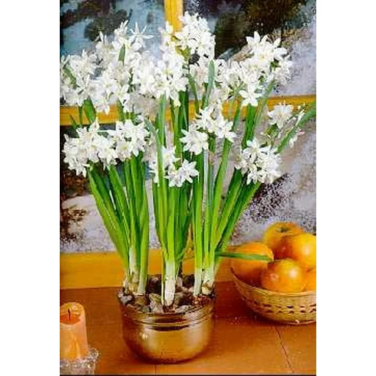 Paperwhite Narcissus 5 Bulbs - INDOORS - Very Fragrant! | Walmart (US)