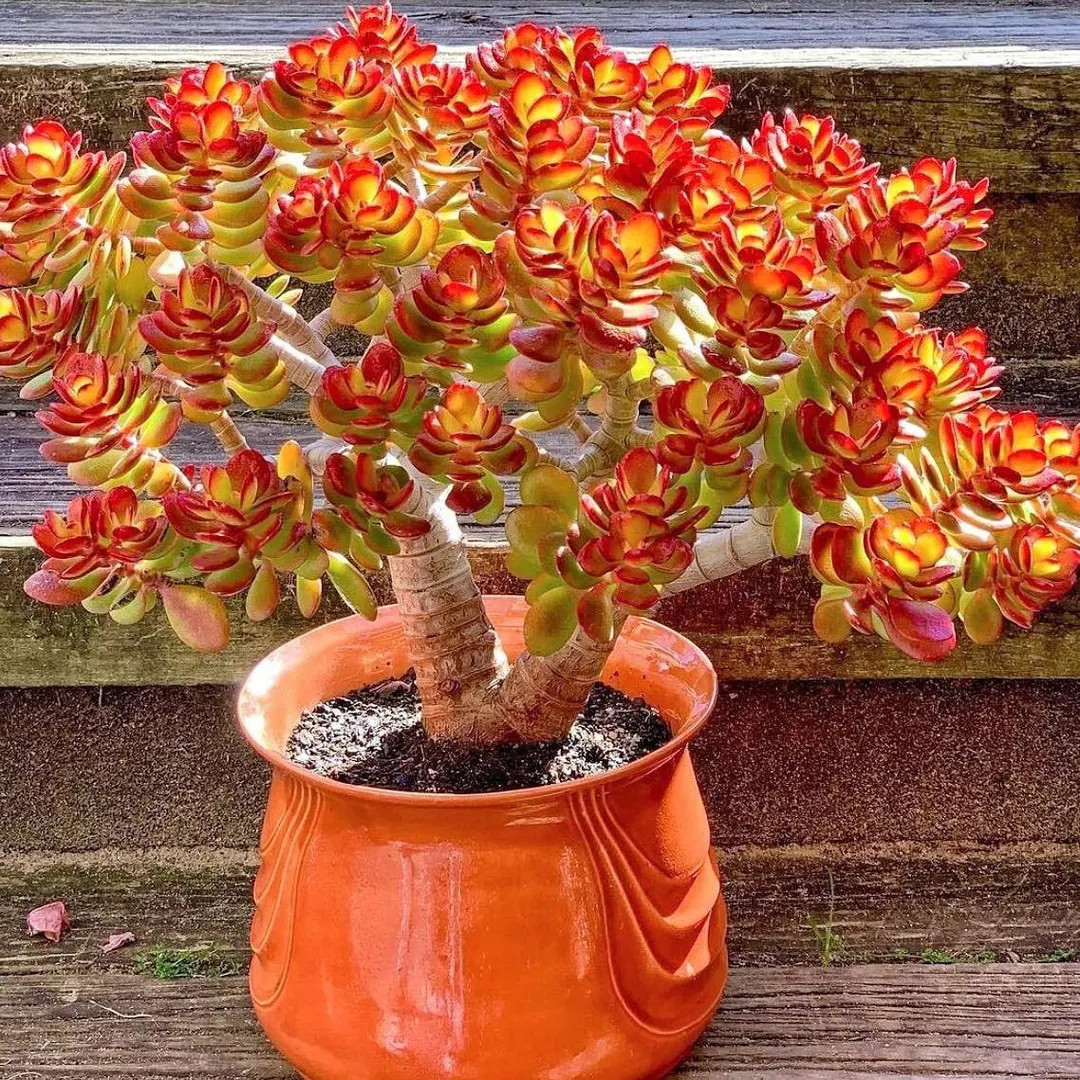 Jade Plant | Crassula Ovata | Jade Succulent Plant | Succulent Houseplant | Starter Plants | Sun ... | Etsy (US)